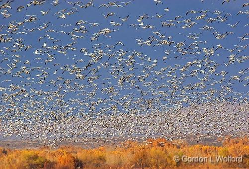 Snow Geese Fly-Out_73214.jpg - Snow Geese (Chen caerulescens) in flightPhotographed in the Bosque del Apache National Wildlife Refuge near San Antonio, New Mexico, USA.